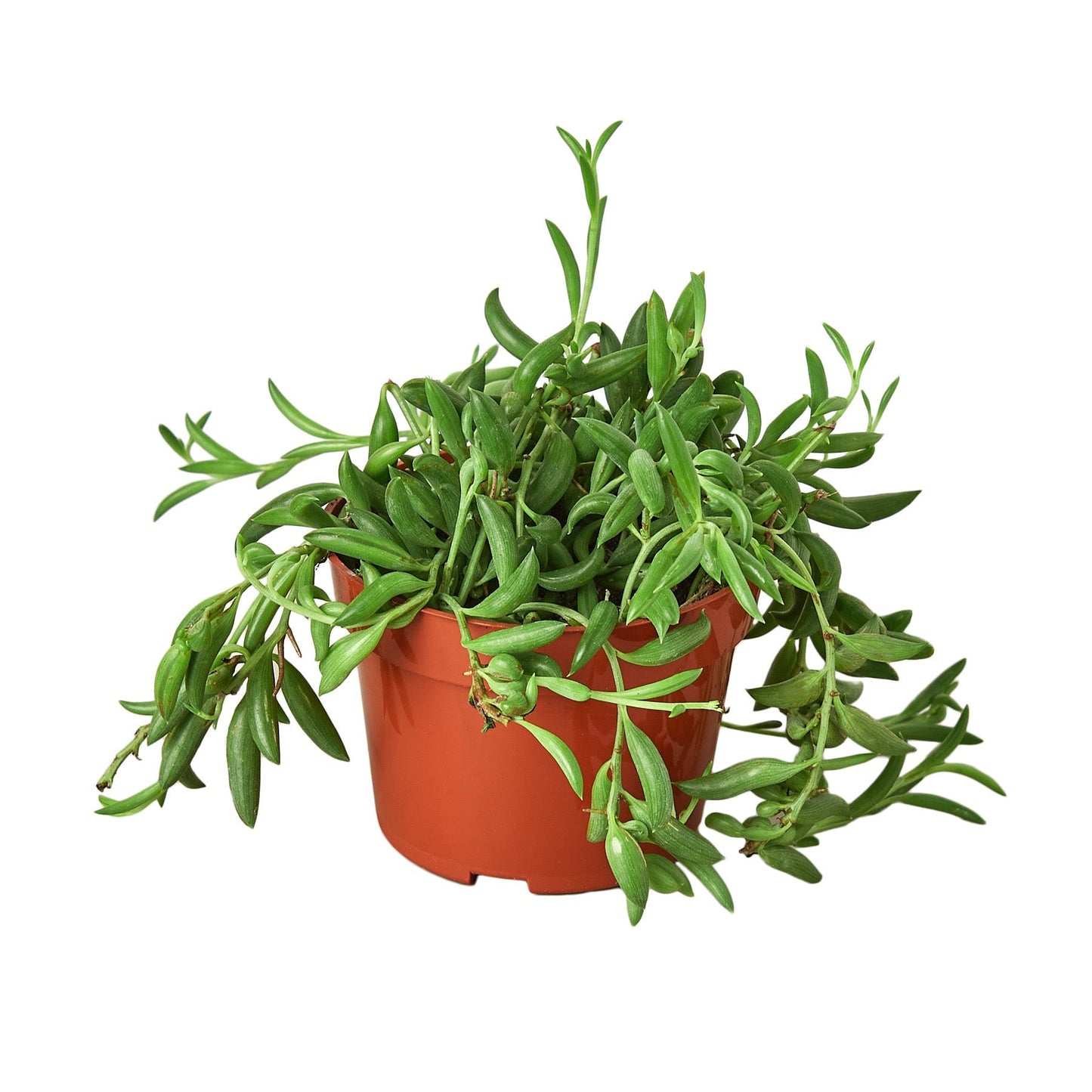 Succulent 'String of Bananas' - Fleurish Plant Care, LLC