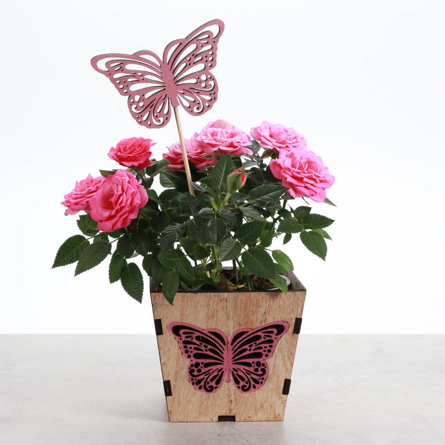 Butterfly Design Wooden Pot for Houseplants - 4" Size