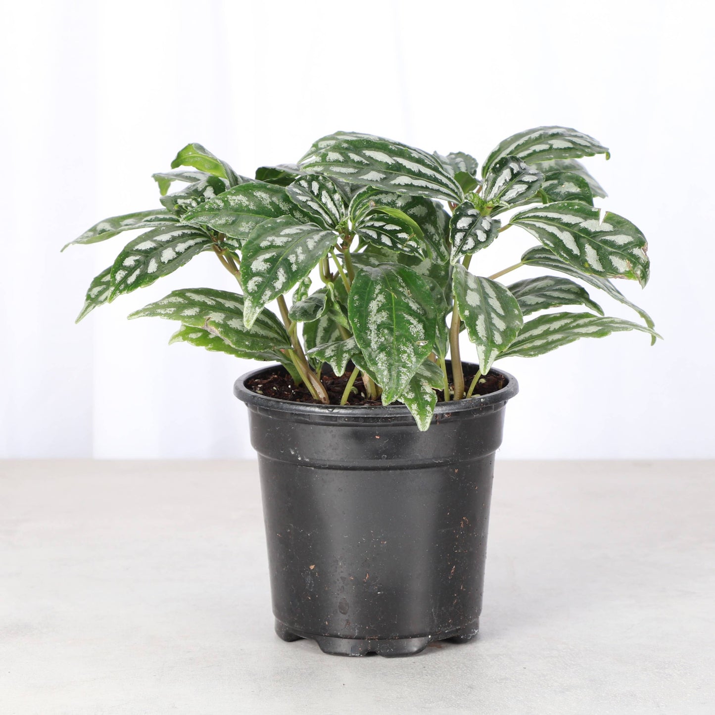 Pilea Aluminum - Live Plant