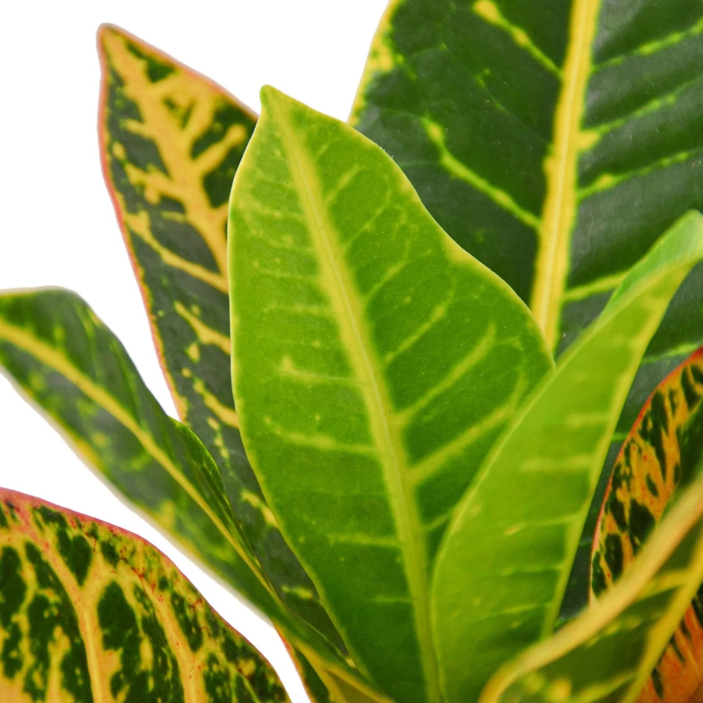 Croton Petra 'Joseph's Coat' - Fleurish Plant Care, LLC