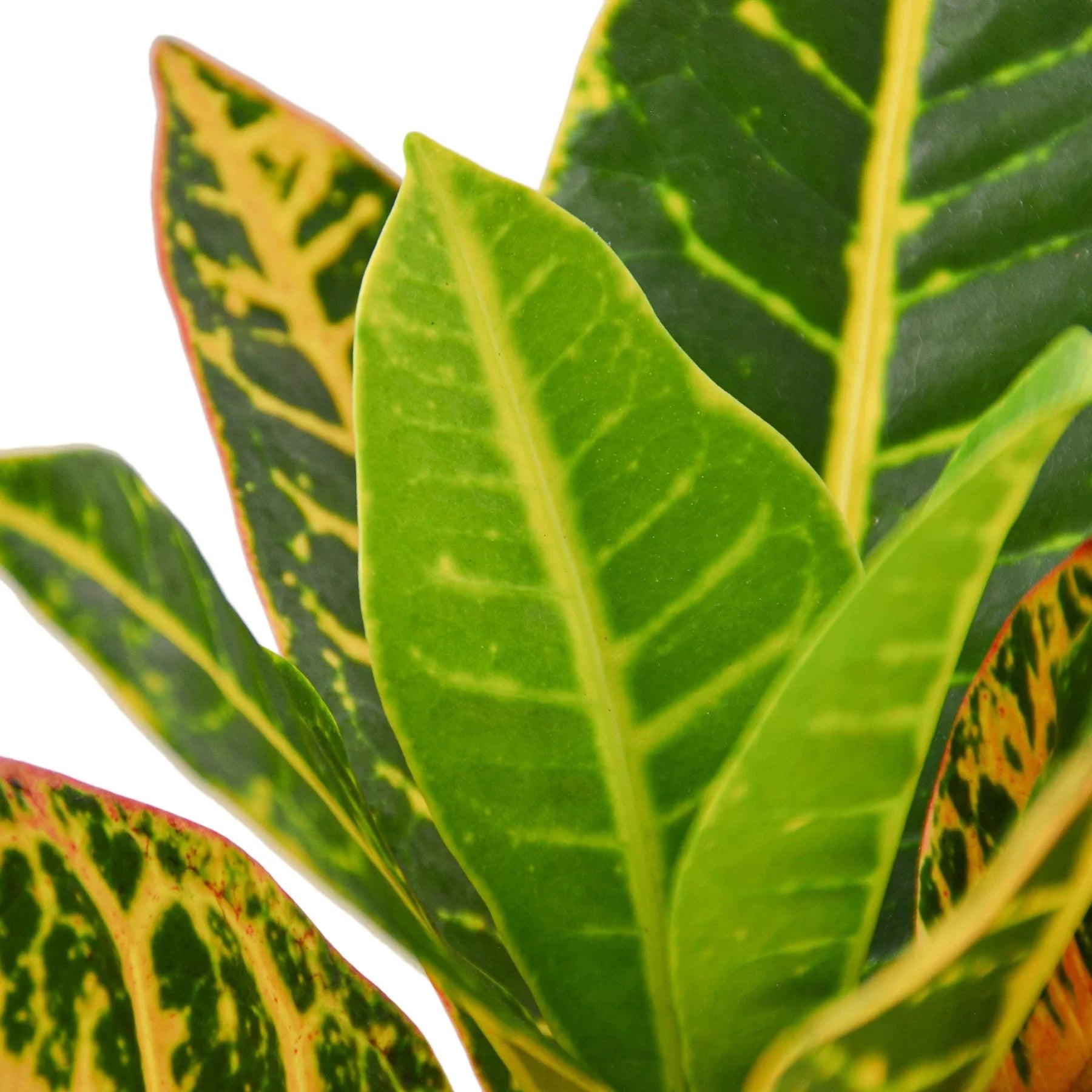Croton Petra 'Joseph's Coat' - Fleurish Plant Care, LLC