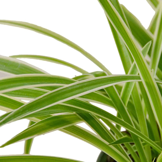 🐾Spider Plant Reverse