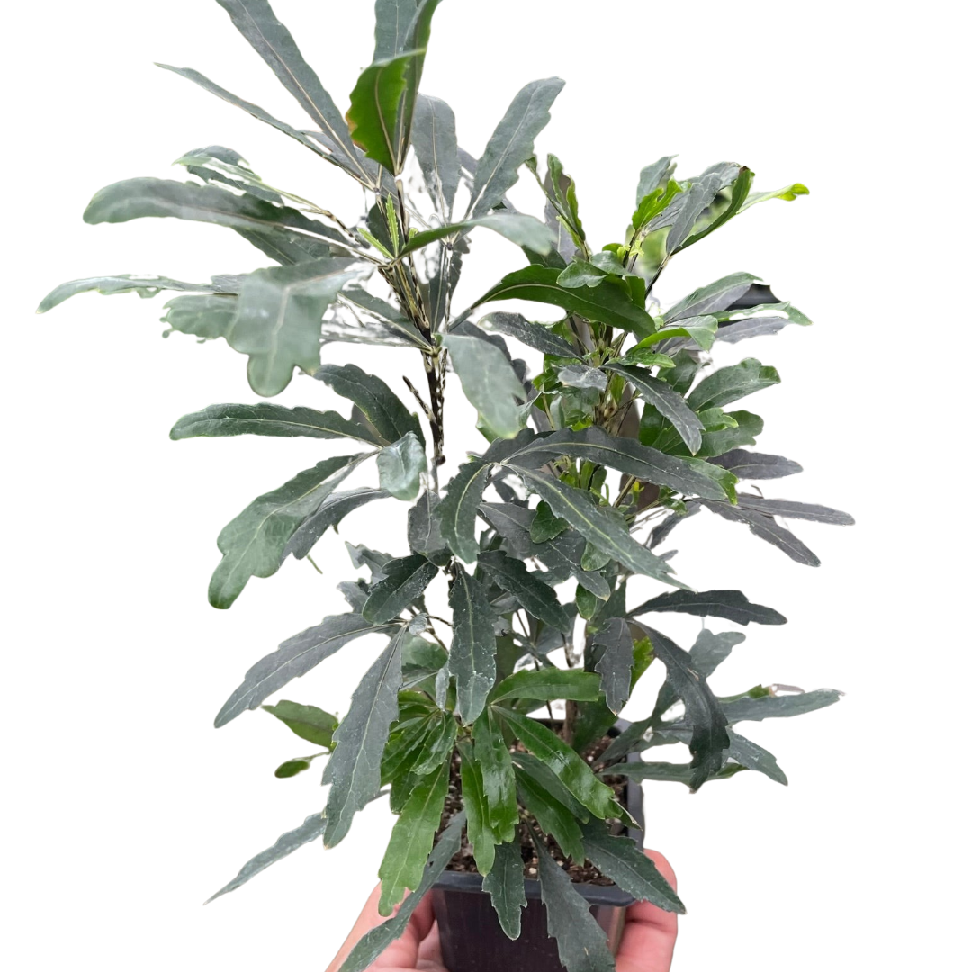 Aralia 'Green' - Fleurish Plant Care, LLC