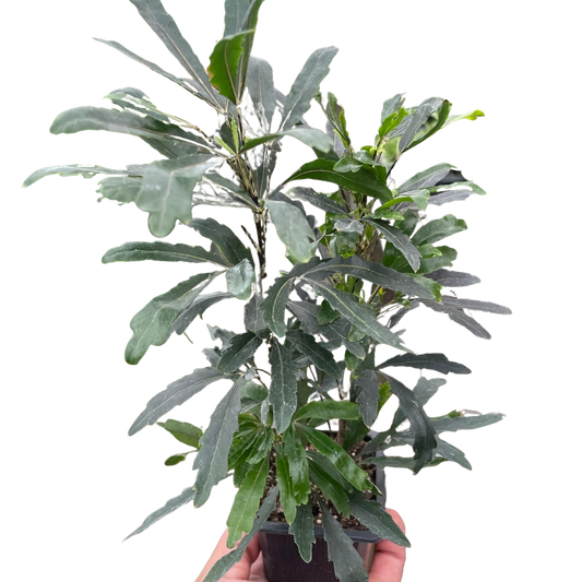 Aralia 'Green' - Fleurish Plant Care, LLC