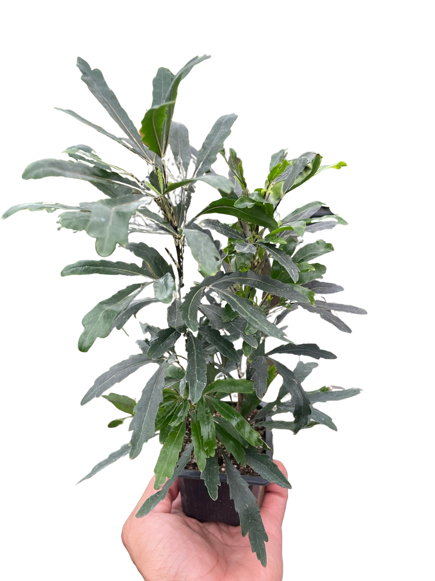 Aralia 'Green' - Fleurish Plant Care, LLC
