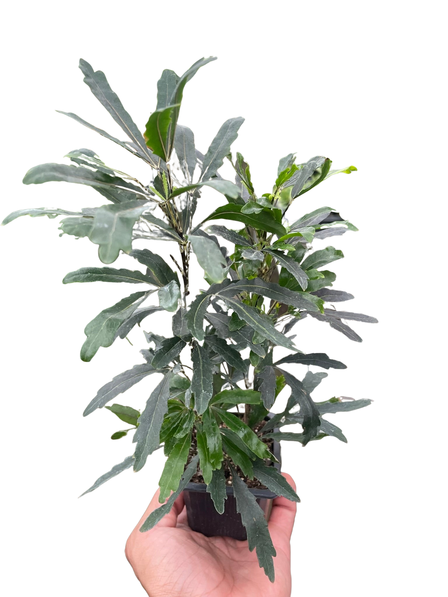 Aralia 'Green' - Fleurish Plant Care, LLC