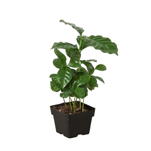 Arabica Coffee - Fleurish Plant Care, LLC