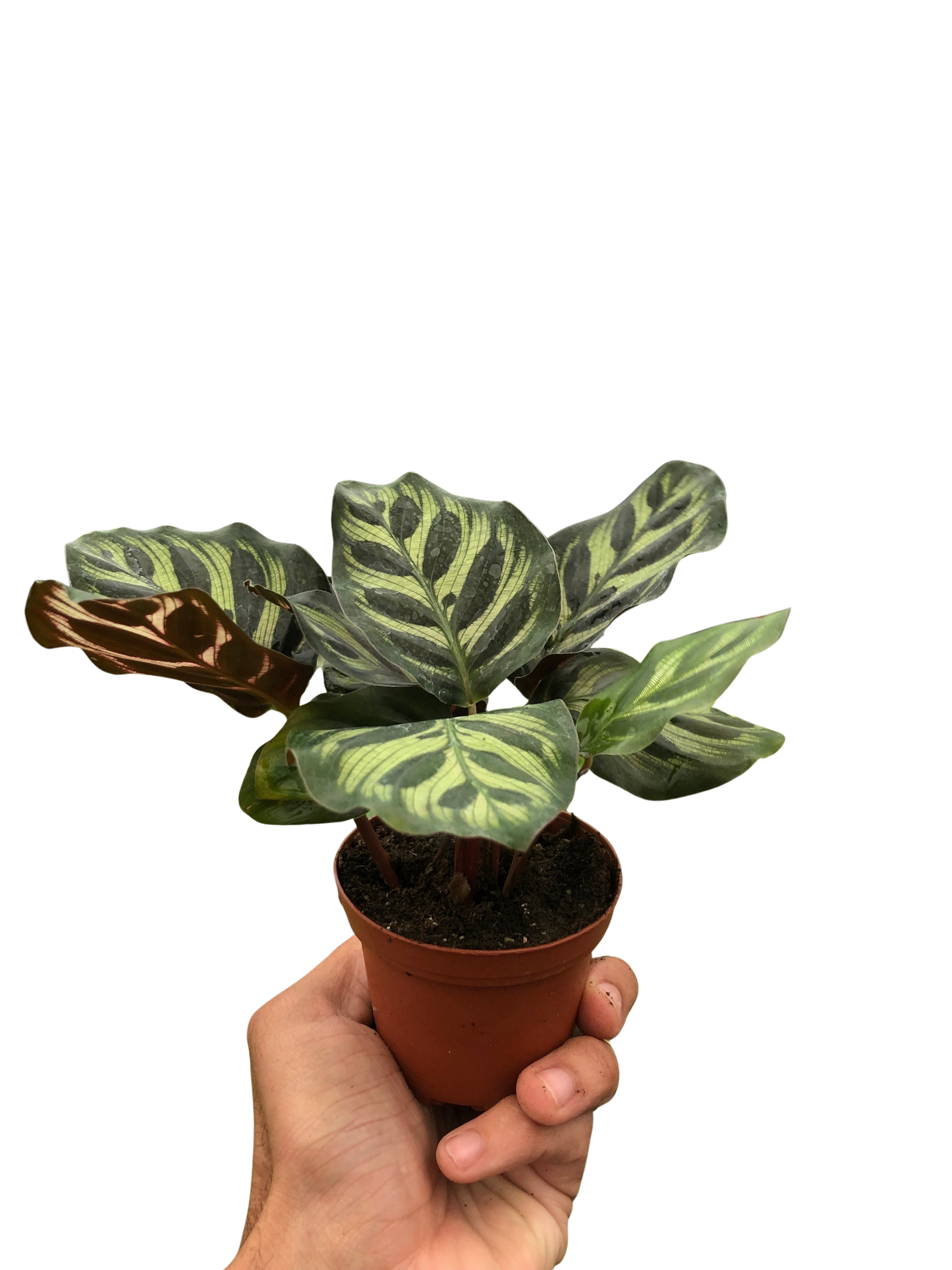 Calathea 'Makoyana'