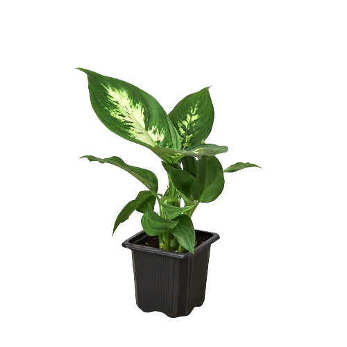 Dieffenbachia Camille - Fleurish Plant Care, LLC