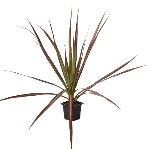 Dracaena 'Colorama' - Fleurish Plant Care, LLC