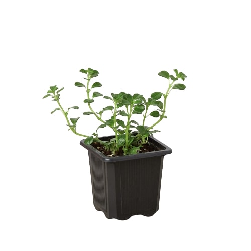 Nettle 'Baby's Tear' - Fleurish Plant Care, LLC