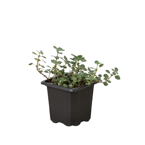 Nettle 'Silver Sparkle' - Fleurish Plant Care, LLC