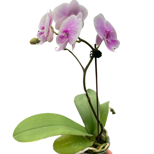 🐾Orchid 'Light Pink Phalaenopsis'