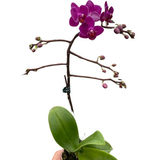 🐾Orchid 'Purple Fucshia Phalaenopsis'
