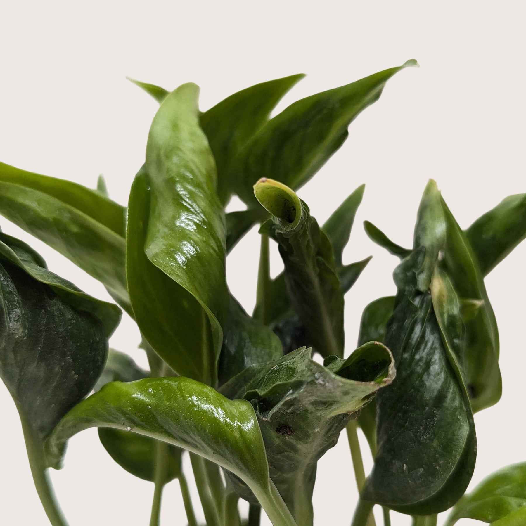 Pothos 'Shangri La'