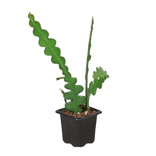 Epiphyllum 'Ric Rac' Cactus - Fleurish Plant Care, LLC