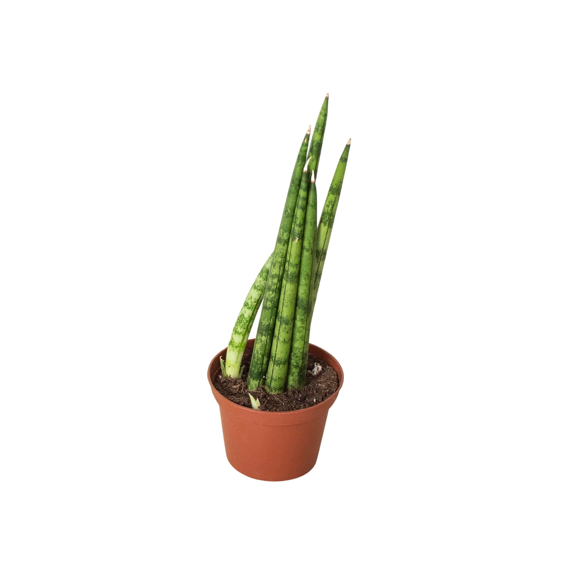 Snake Plant Cylindrica - Fleurish Plant Care, LLC