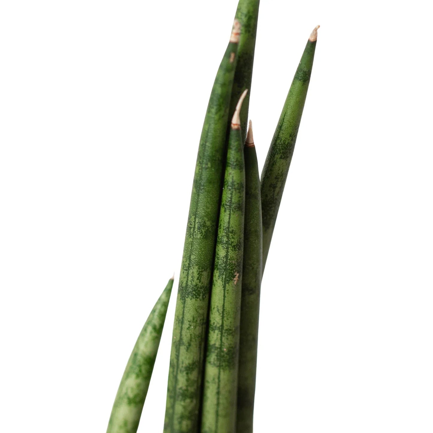 Snake Plant Cylindrica - Fleurish Plant Care, LLC