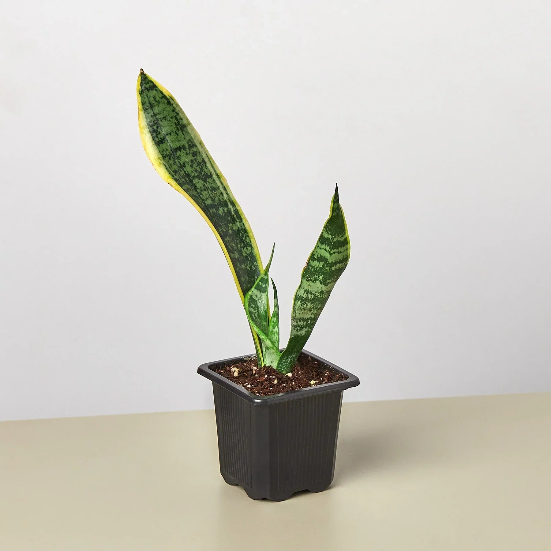 Snake Plant Laurentii - Fleurish Plant Care, LLC