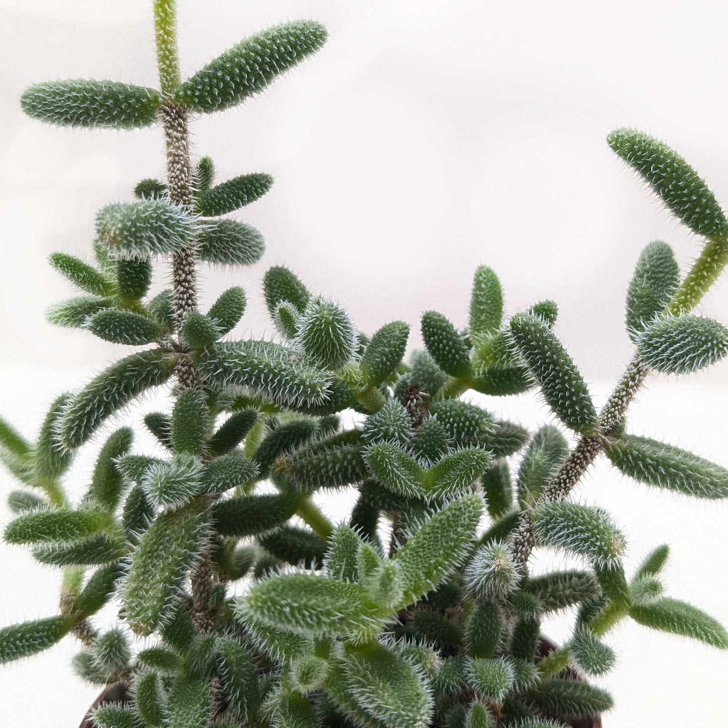 Delosperma echinatum 'Pickle Plant'