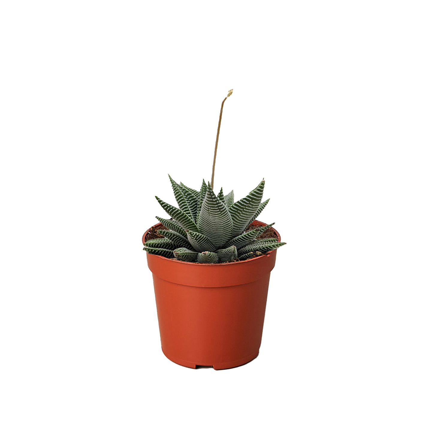 Succulent Haworthia Miami - Fleurish Plant Care, LLC