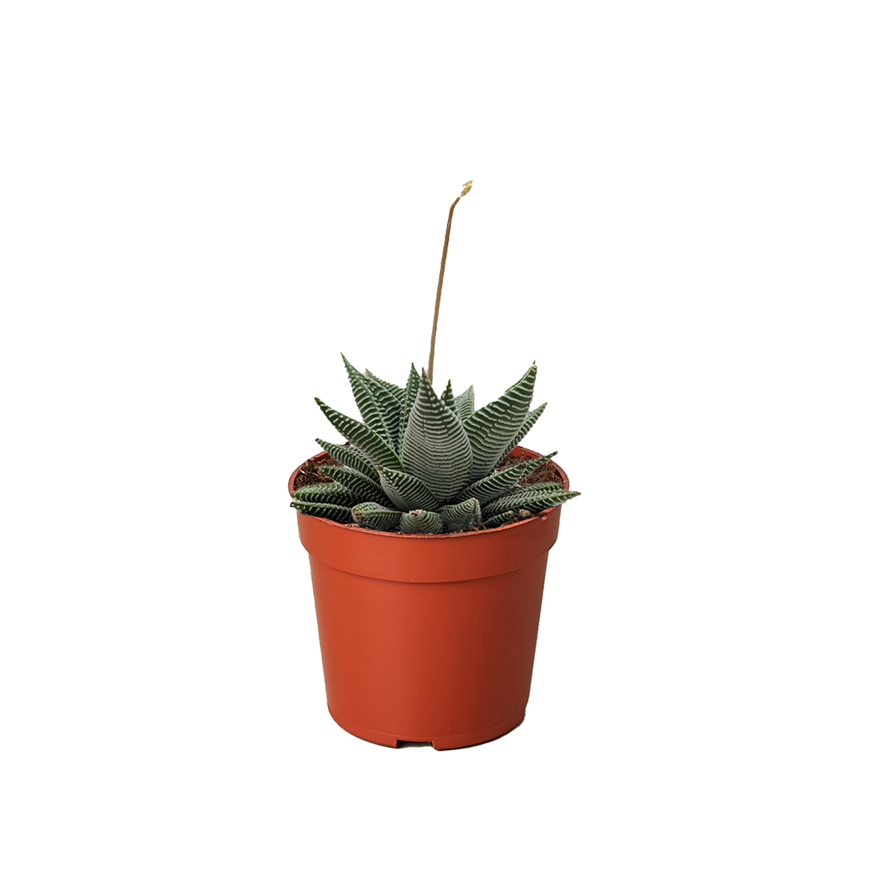 Succulent Haworthia Miami - Fleurish Plant Care, LLC