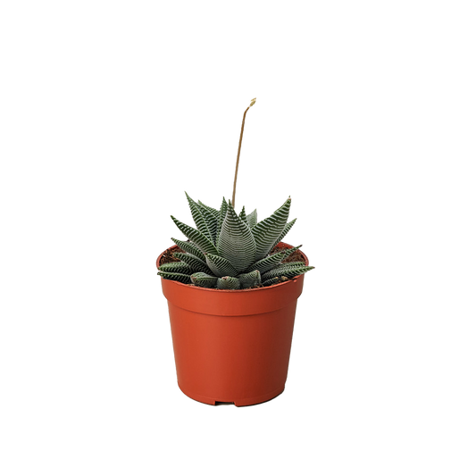 Succulent Haworthia Miami - Fleurish Plant Care, LLC