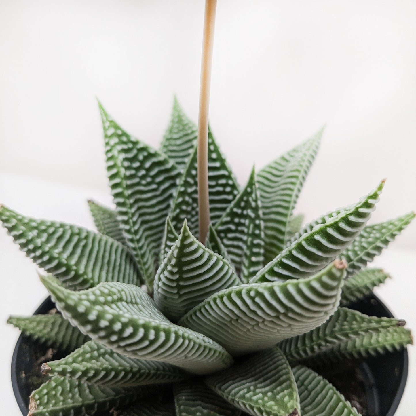 Succulent Haworthia Miami - Fleurish Plant Care, LLC