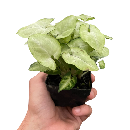 Syngonium ‘Moonshine’ - Fleurish Plant Care, LLC