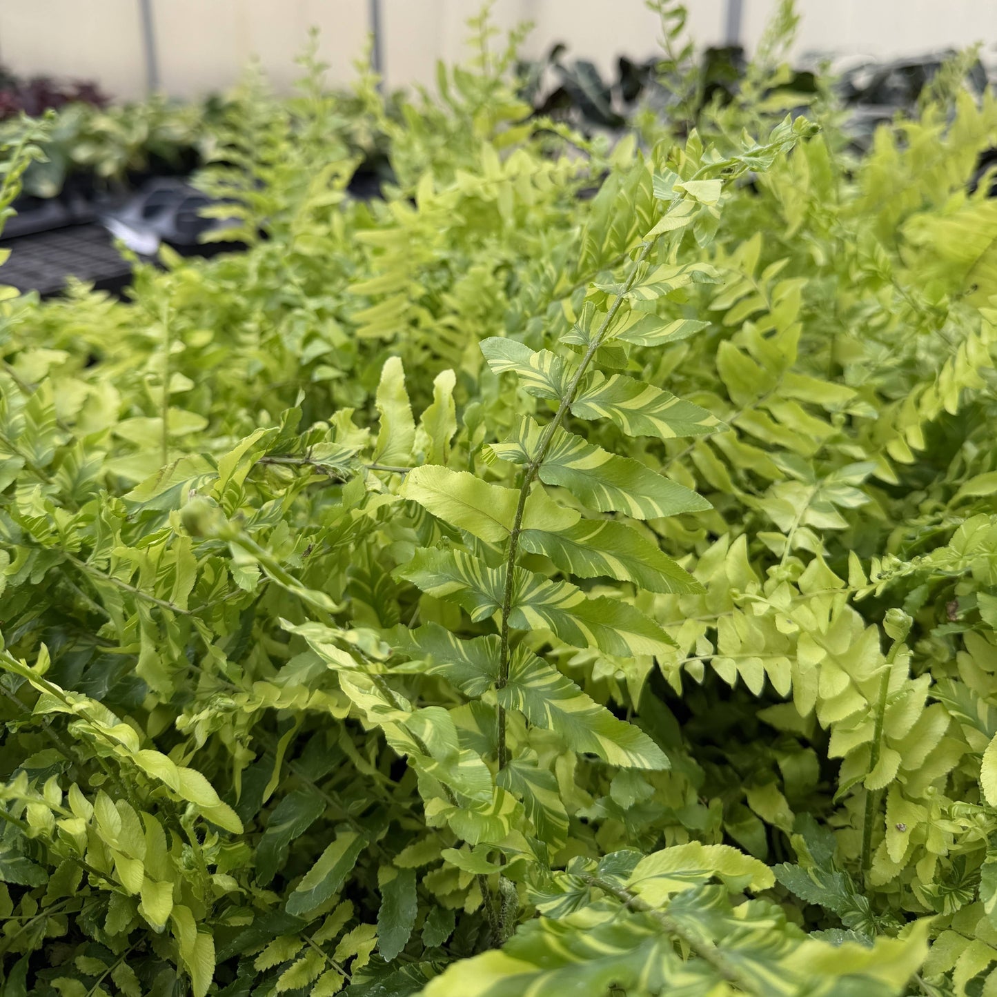 Tigerstripe Boston Fern - 4" Live Plant