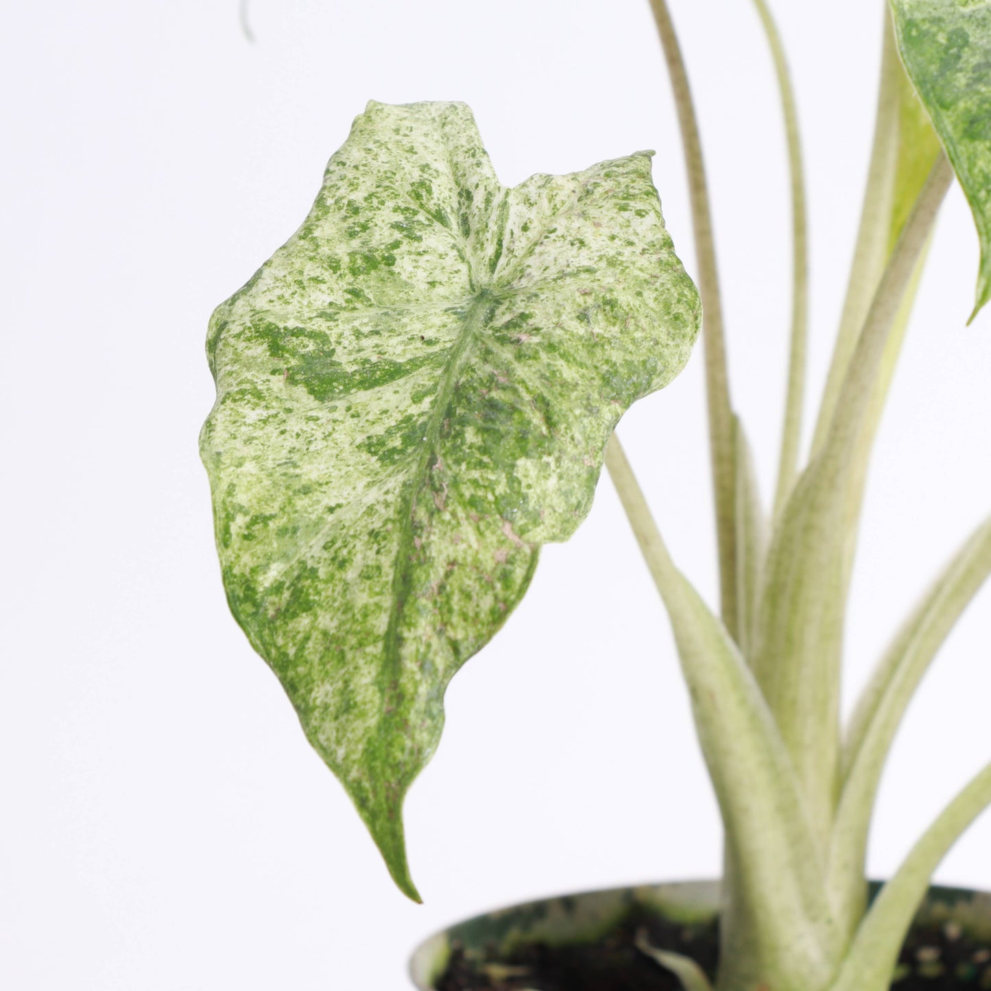 Alocasia Camouflage - Live Plant - RARE