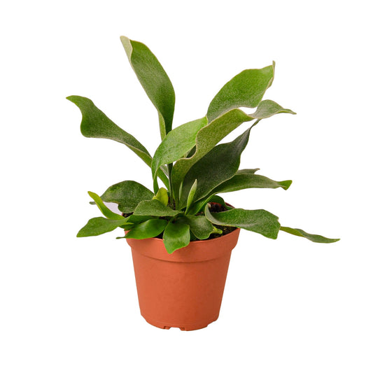 🐾Staghorn Fern