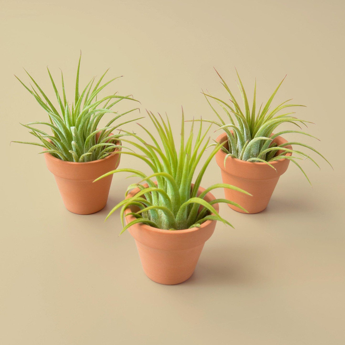 3 Ionantha Air Plants with Mini Terra Cotta Pots - Fleurish Plant Care, LLC