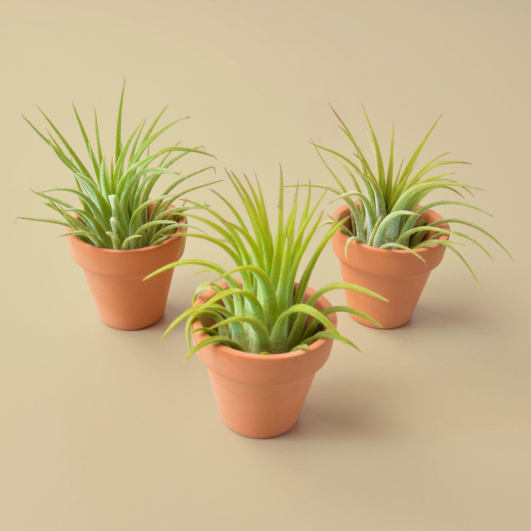 3 Ionantha Air Plants with Mini Terra Cotta Pots - Fleurish Plant Care, LLC