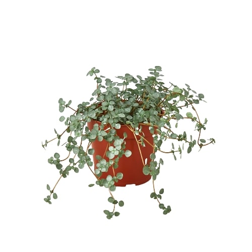Nettle 'Silver Sparkle' - Fleurish Plant Care, LLC