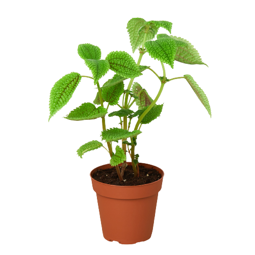 🐾Pilea 'Moon Valley' - 4" Pot