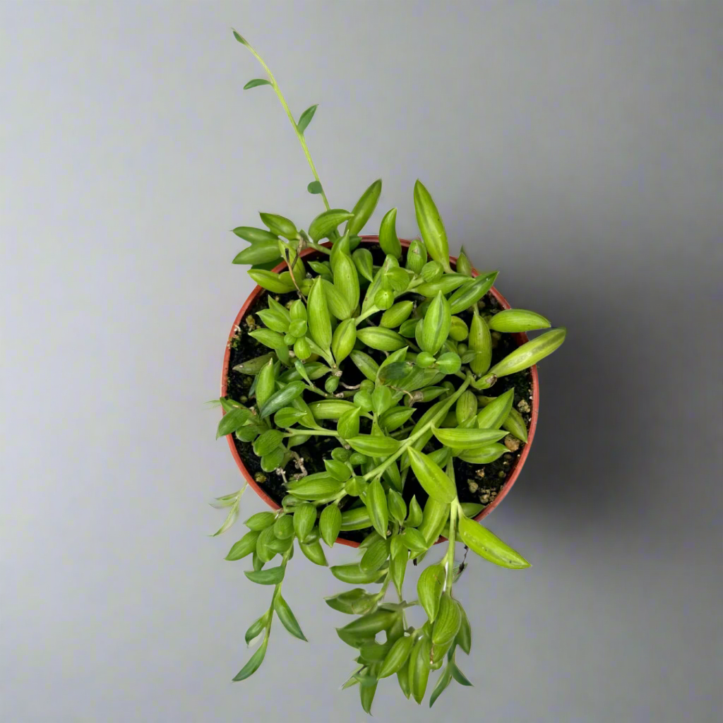 4" String of Bananas (Curio Radicans)