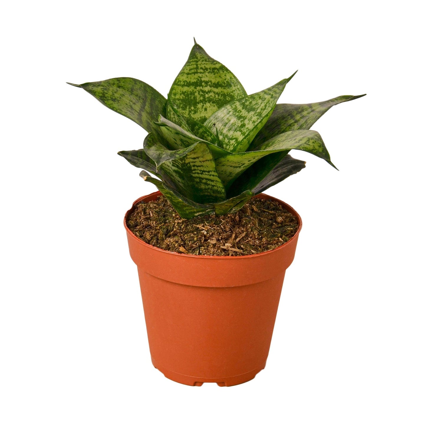 Snake Plant Black Robusta - Fleurish Plant Care, LLC