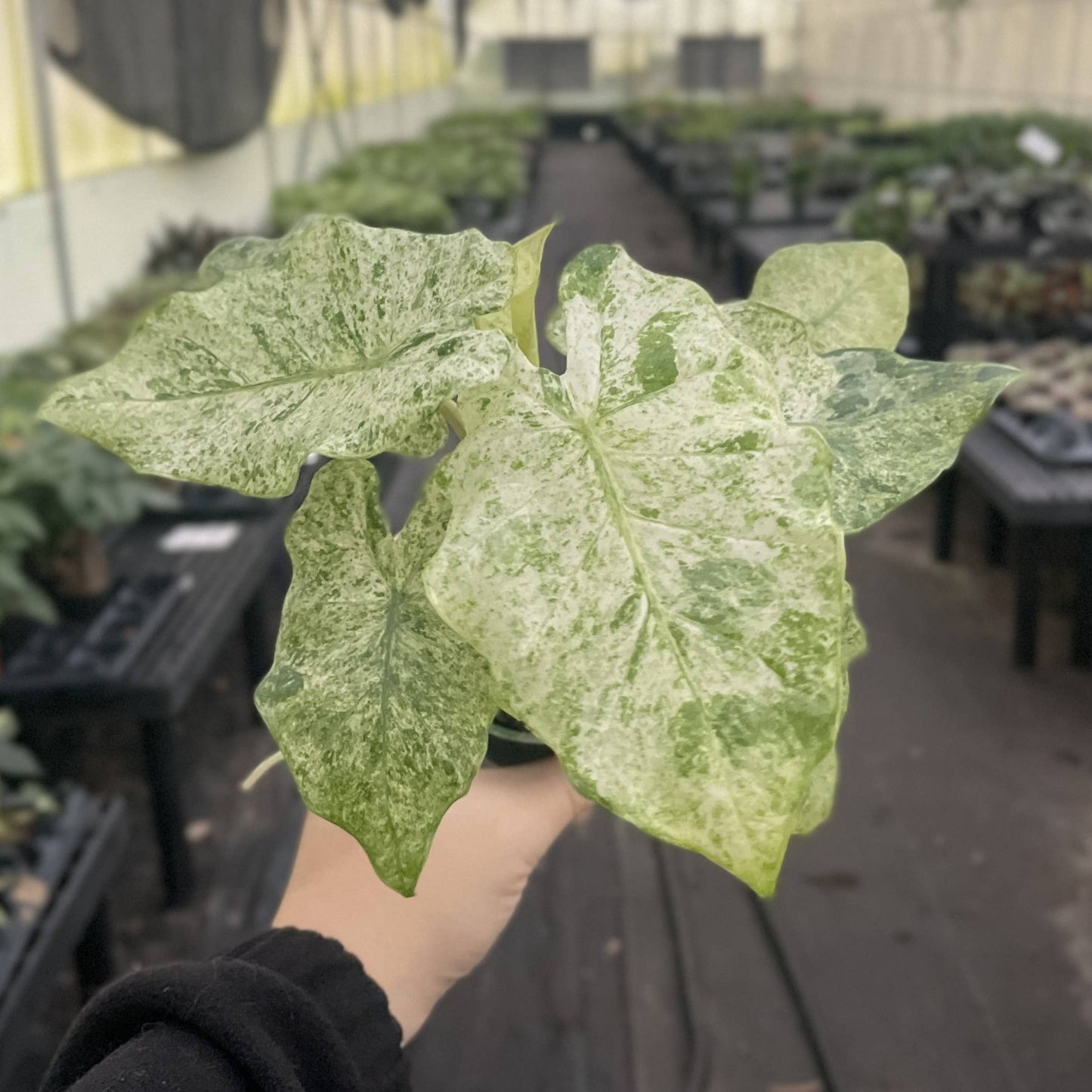 Alocasia Camouflage - Live Plant - RARE