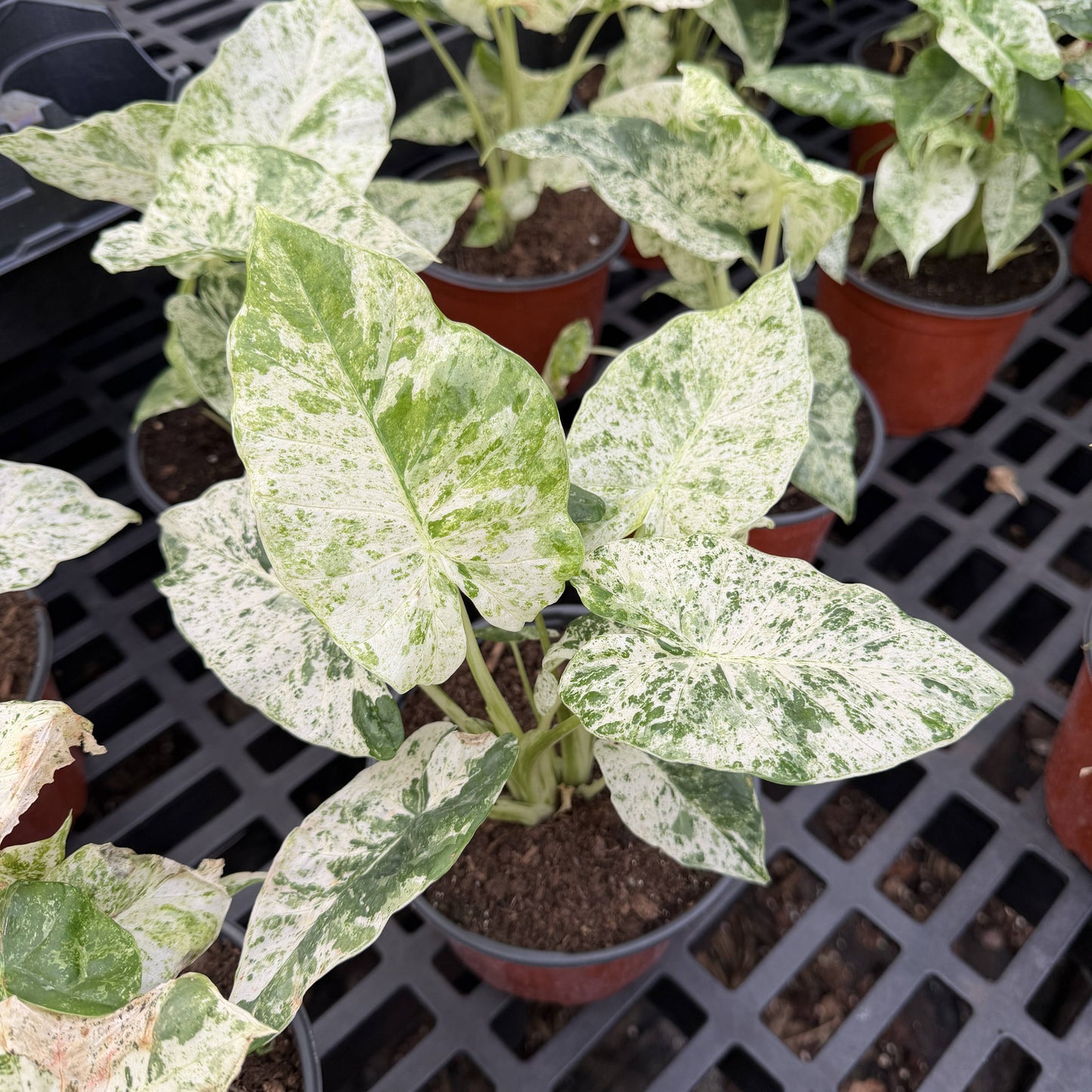 Alocasia Camouflage - Live Plant - RARE