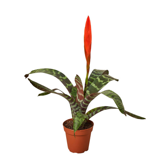 🐾Bromeliad Vriesea 'Splenriet'