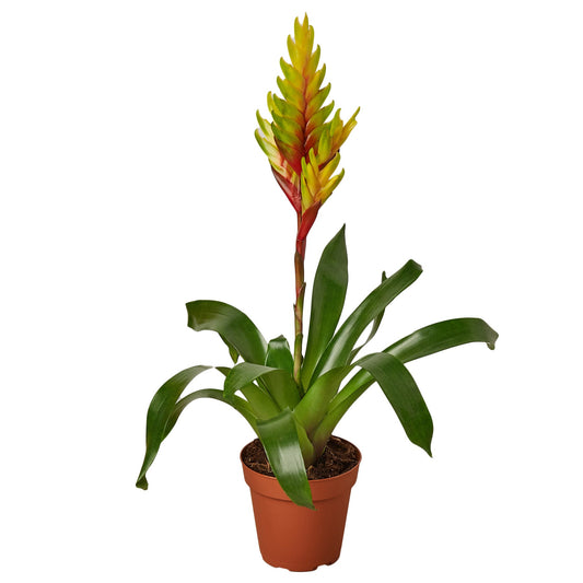 🐾Bromeliad Vriesea 'Energy'