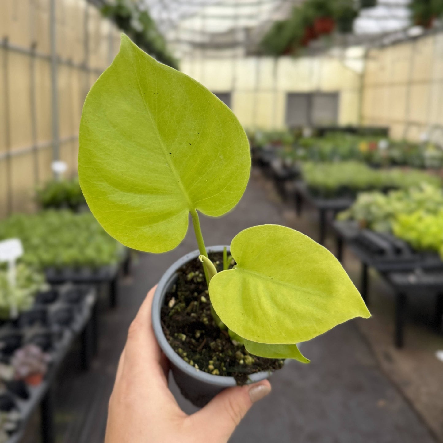 Monstera Super Golden - 4" Live Plant - RARE