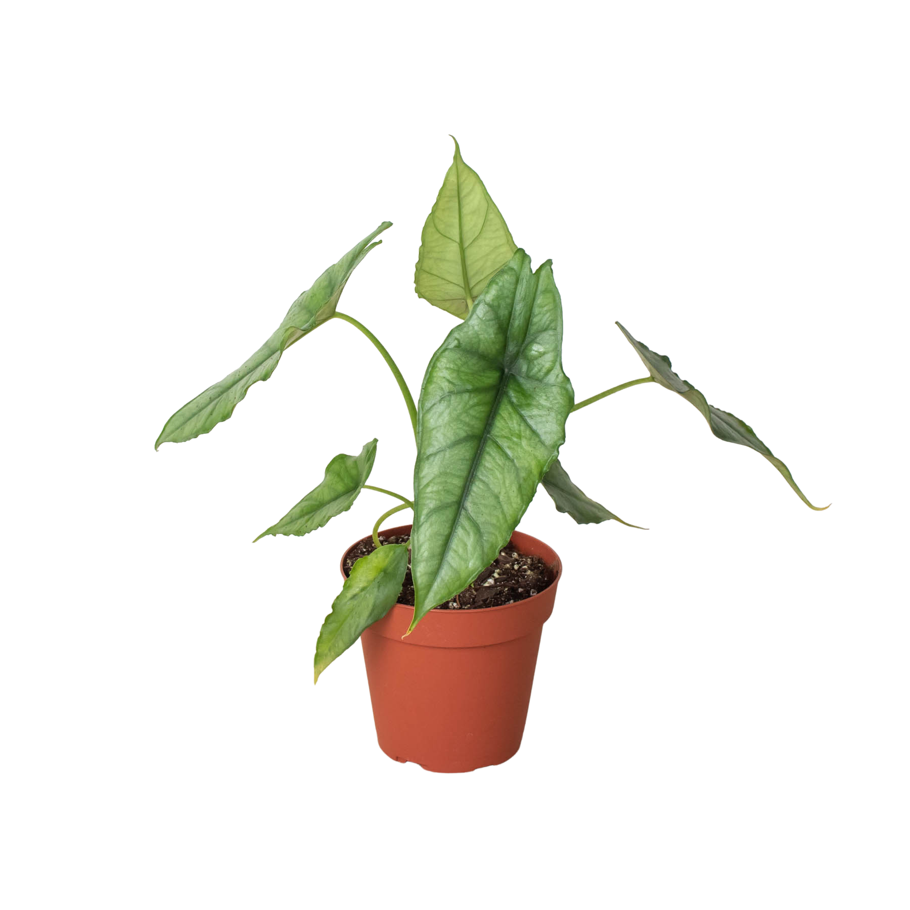 Alocasia 'Dragons Breath' - Fleurish Plant Care, LLC