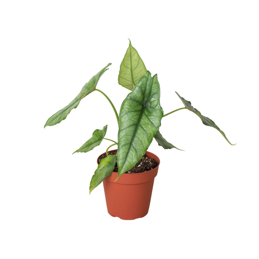 Alocasia 'Dragons Breath' - Fleurish Plant Care, LLC