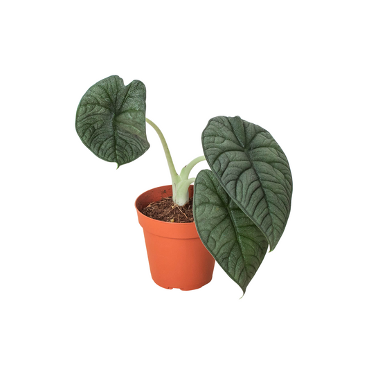 Alocasia 'Melo' - Fleurish Plant Care, LLC