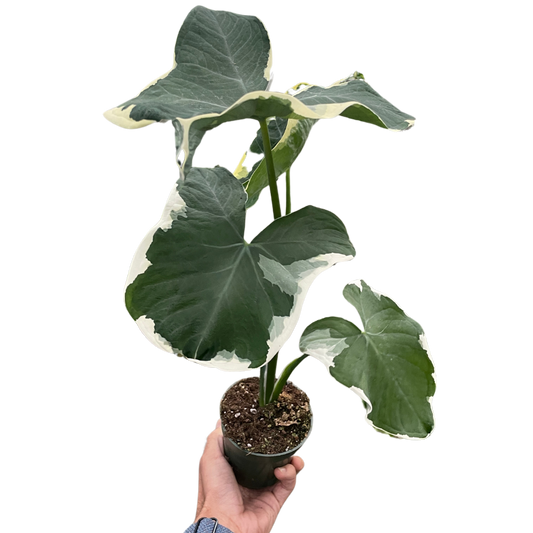 Alocasia 'Mickey Mouse' (Xanthosoma sagittifolium 'Variegatum Monstrosum') - Fleurish Plant Care, LLC