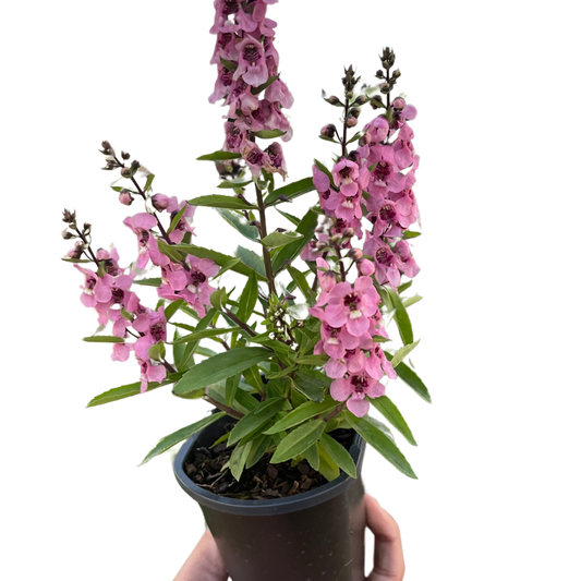 🐾Angelonia