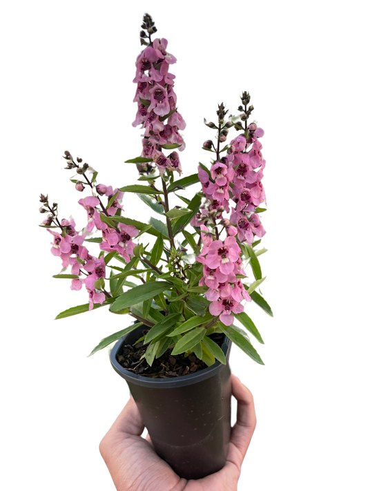 🐾Angelonia
