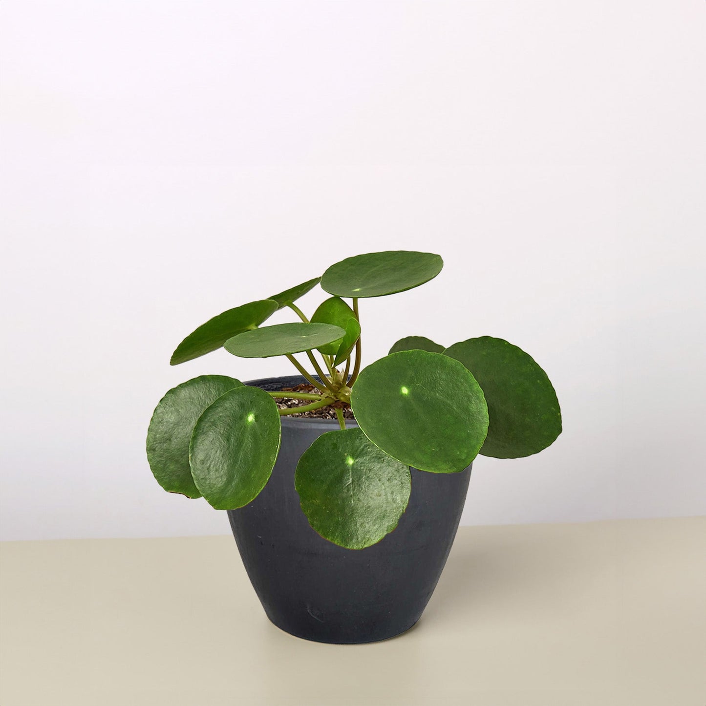 🐾Pilea Peperomioides 'Chinese Money'